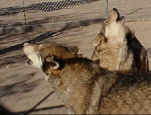 Animal Zoo in Pecos Texas Animal Zoo in Pecos Texas
