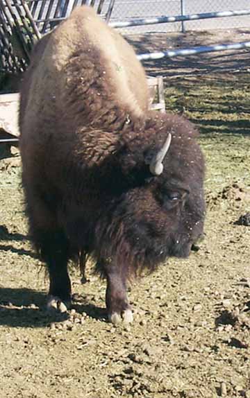 Big+buffalo